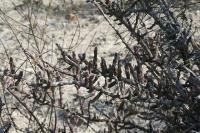 pa_896_cylindropuntia_leptocaulis.jpg