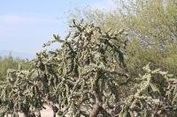 pa_897_cylindropuntia_imbricata.jpg