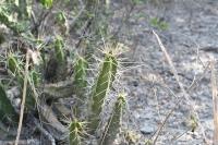 pa_898_echinocereus_pentalophus.jpg