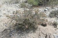 pa_899_cylindropuntia_leptocaulis.jpg