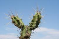 pa_900_echinocereus_pentalophus.jpg