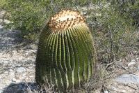pa_901_echinocactus_platyacanthus.jpg