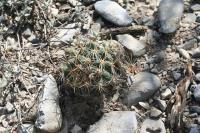 pa_902_coryphantha_sp..jpg