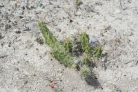 pa_903_echinocereus_pentalophus.jpg