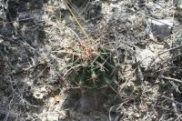 pa_904_hamatocactus_hamatacanthus.jpg