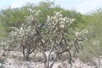 pa_905_cylindropuntia_imbricata.jpg