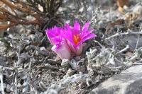 pa_906_ariocarpus_agavoides.jpg