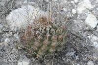 pa_907_hamatocactus_hamatacanthus.jpg
