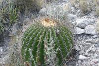 pa_908_echinocactus_platyacanthus.jpg