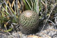 pa_909_gymnocactus_ysabelae.jpg
