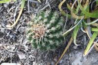pa_910_thelocactus_tulensis.jpg