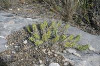 pa_911_echinocereus_pentalophus.jpg
