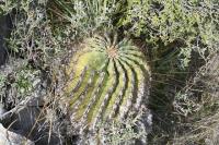 pa_912_ferocactus_echidne.jpg