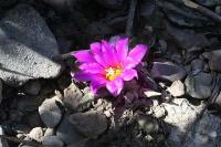 pa_913_ariocarpus_agavoides.jpg