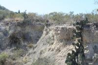 pa_914_opuntia_sp..jpg