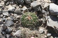 pa_915_echinofossulocactus_pentacanthus.jpg