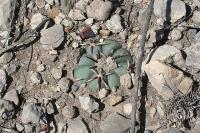 pa_916_echinocactus_horizonthalonius.jpg
