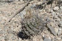pa_917_thelocactus_tulensis.jpg