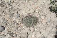 pa_918_coryphantha_delicata.jpg