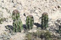 pa_919_stenocereus_pruinosus.jpg
