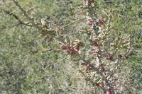 pa_921_cylindropuntia_leptocaulis.jpg