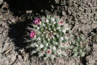 pa_923_mammillaria_sp..jpg