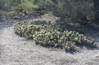 pa_924_echinocereus_cinerascens_ssp._tulensis.jpg
