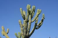 pa_925_myrtillocactus_geometrizans.jpg