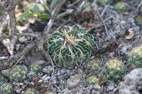 pa_926_echinofossulocactus_pentacanthus.jpg