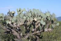 pa_927_opuntia_sp..jpg