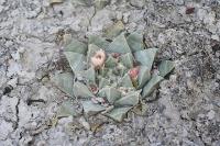 pa_928_ariocarpus_retusus_var._pulchellus.jpg