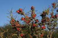 pa_931_cylindropuntia_leptocaulis.jpg