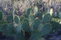 pa_932_opuntia_sp..jpg