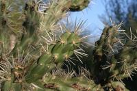 pa_933_cylindropuntia_imbricata.jpg