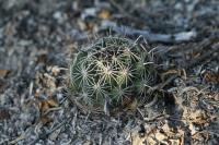 pa_934_coryphantha_palmeri.jpg