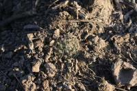 pa_935_mammillaria_picta.jpg