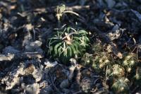 pa_936_echinofossulocactus_pentacanthus.jpg