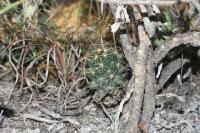 pa_937_coryphantha_wohlschlageri.jpg