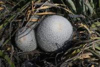 pa_939_mammillaria_candida.jpg