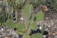 pa_940_opuntia_sp..jpg