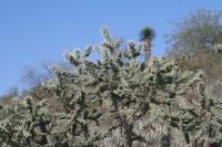 pa_941_cylindropuntia_imbricata.jpg