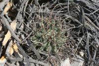 pa_942_glandulicactus_uncinatus_var._wrightii.jpg
