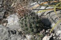 pa_943_thelocactus_tulensis.jpg