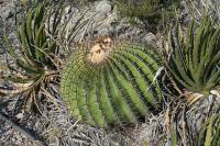 pa_944_echinocactus_platyacanthus.jpg