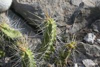 pa_945_echinocereus_pentalophus.jpg