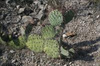 pa_947_opuntia_sp..jpg