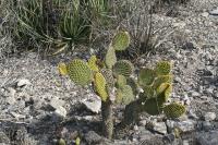 pa_948_opuntia_microdasya.jpg