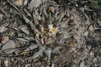 pa_949_ariocarpus_retusus.jpg