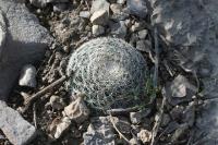 pa_950_mammillaria_formosa.jpg