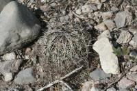 pa_951_coryphantha_palmeri.jpg